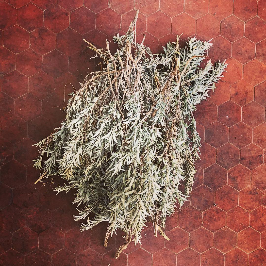 Gippslandia article about our love of foraging