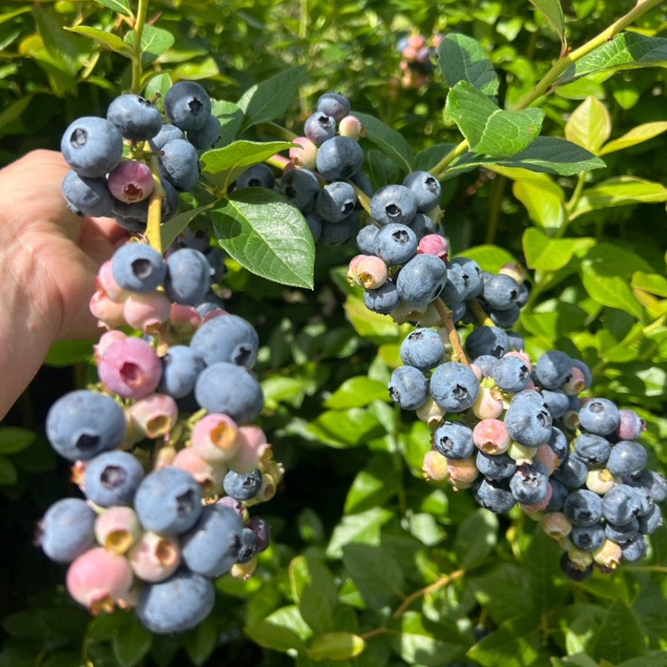 Commocean - Mulberry, Blueberry & Sea Fig Gose