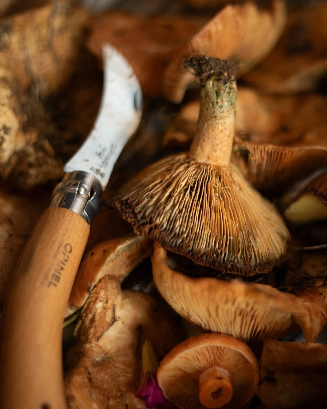 The Hidden Place - Mushroom & Truffle Barrel Aged Forest Ale