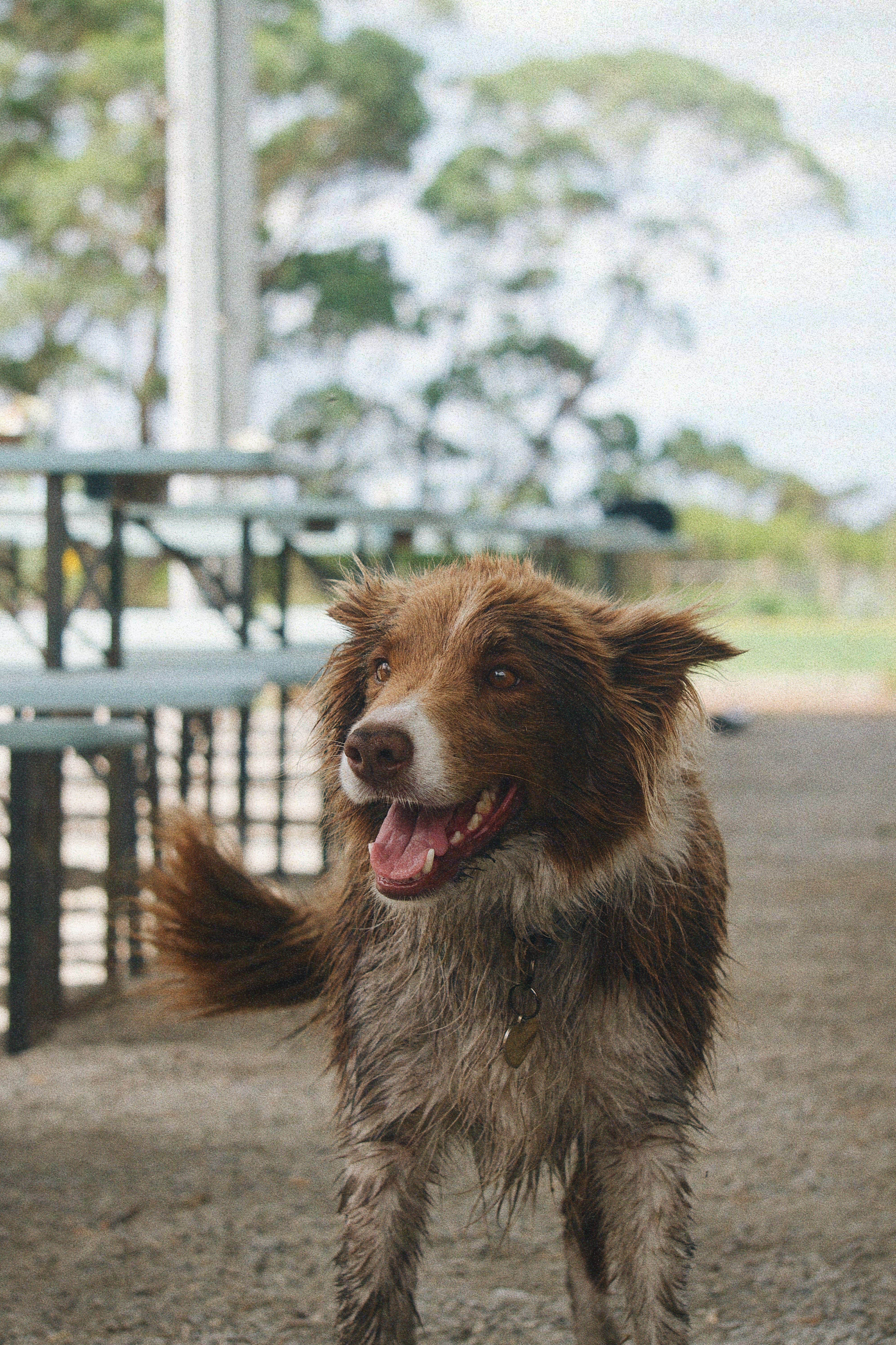 Sailors Grave Brewing's brewery dog Scout standing outdoors with a blurred background