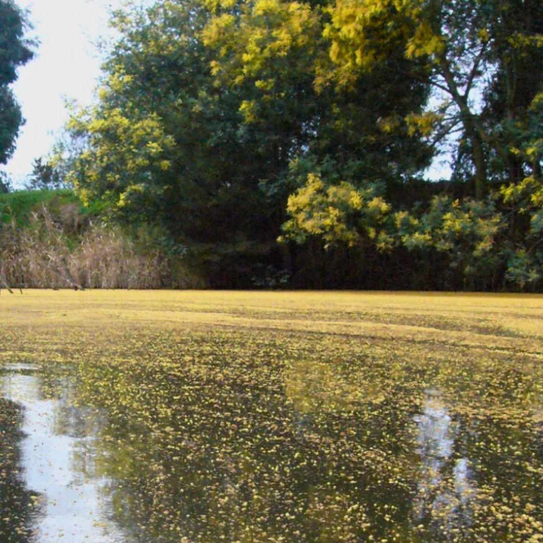 Golden Wattle Ale with Native Wattleseed