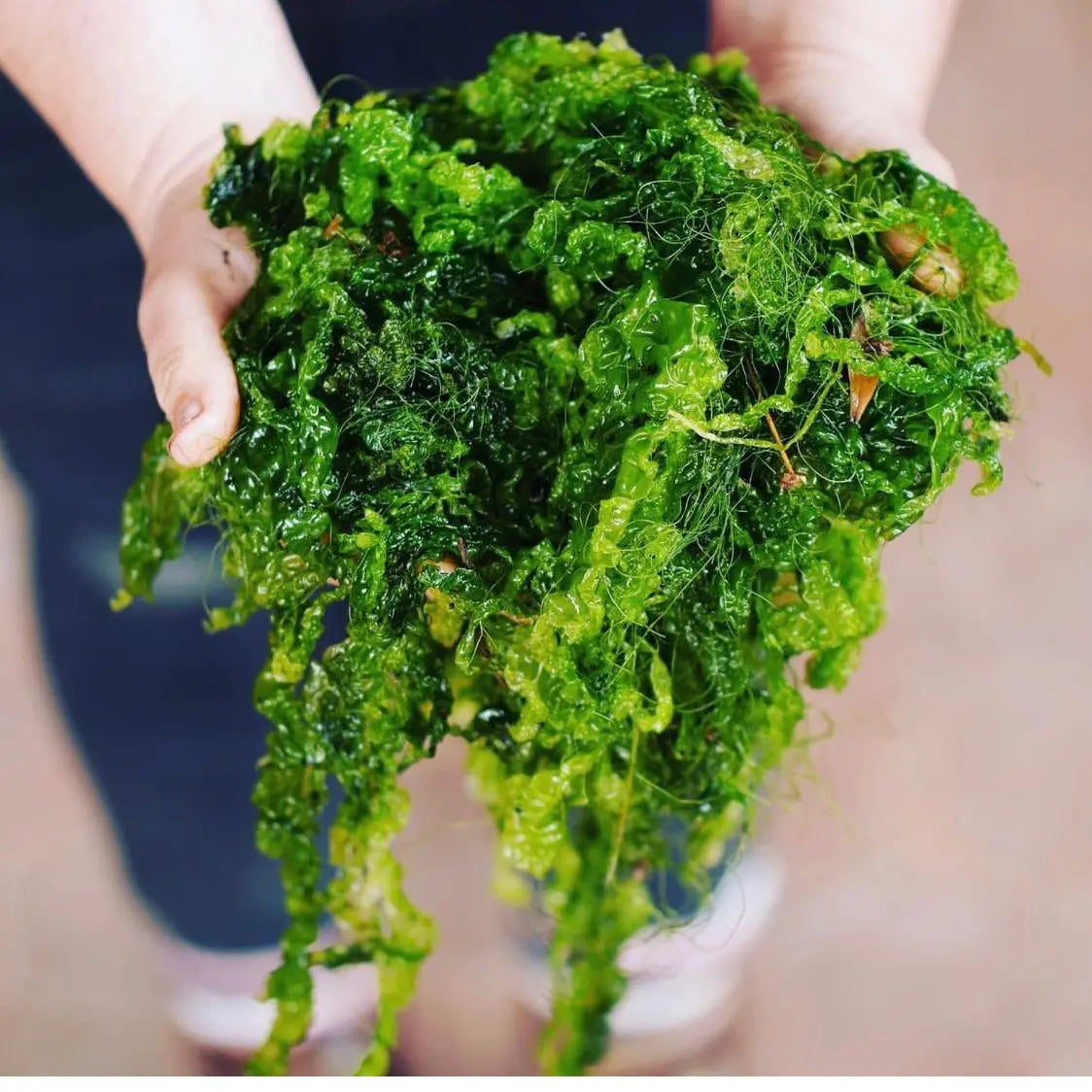 4 Pack of Down She Gose - Sea Salt & Seaweed Gose